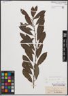 Foto von Salix cinerea L.